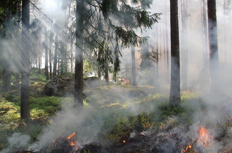 Environmental Conservation